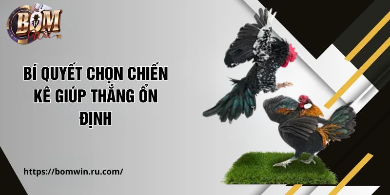 Bí quyết chọn chiến kê giúp thắng ổn định