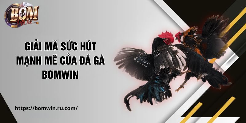 Giải mã sức hút mạnh mẽ của đá gà BOMWIN